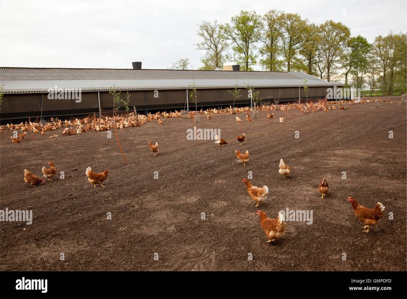 Discover chicken road spel