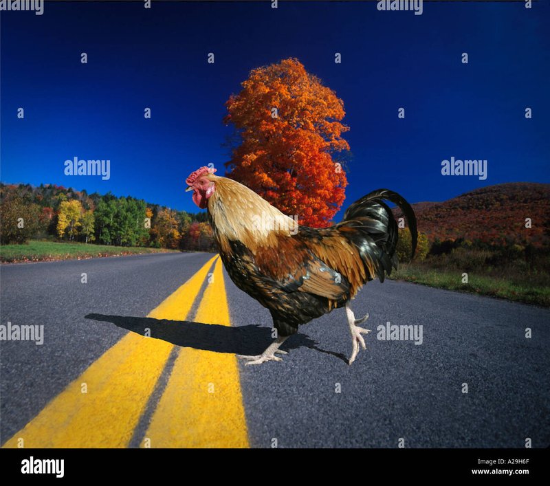 Guide to chicken road demo
